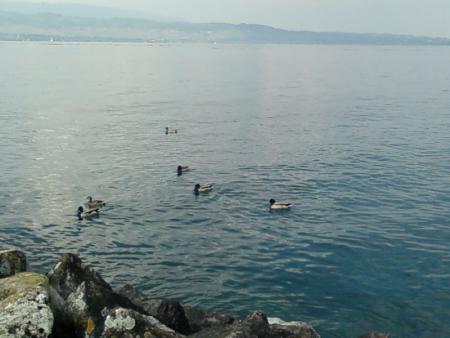 canard